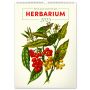 Falinaptr Vintage Posters ? Herbarium 2025, 33  46 cm